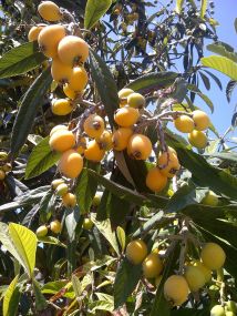 1200px-loquat-0