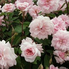 80a6627eee27a640f9460d7371e06b3a--climbing-roses-cecile